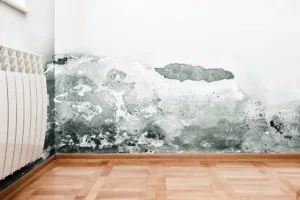 Damage caused by mould on a wall in modern house