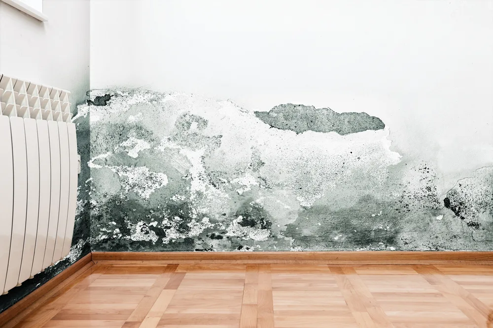 Damage caused by mould on a wall in modern house